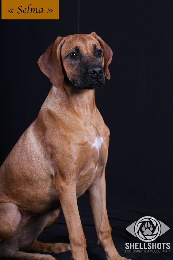 OUR GIRL SELMA, FIFTH GENERATION BLACK MASKED DEEP RED, AKA MOHAGONY OR IRISH SETTER RED COAT, MY EARLY FAVORITE!