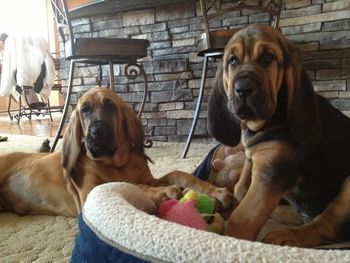 Winnie (formerly Mayzie from the Horton Hears a Who Litter) and Fred Wilson in their new home! 10/20/12