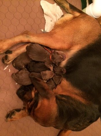 Mom has finished finally - 12 hours of labor and 7 healthy babies! 5 females and 2 males! 10/12/15 4am