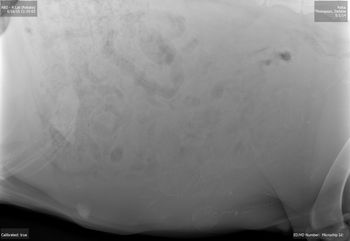 X-ray taken 6/16/15 - we were able to count 9 but think we may have a few hiding! How many can you see?