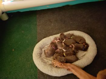 They won't fit in this bed for long, in fact this isn't all of them but they like to be close to each other! 6/27/18