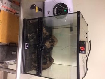 Our incubator, at the vet clinic, with babies as they get them delivered during the C Section on Sunday the 10th of September . .Reba had one naturally and decided she was too worn out from labor and quit!