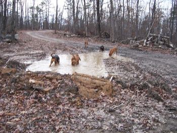 Just like the kids...you bathe and clean everyone up then they take a walk with Dad and find the biggest mud hole to jump in!