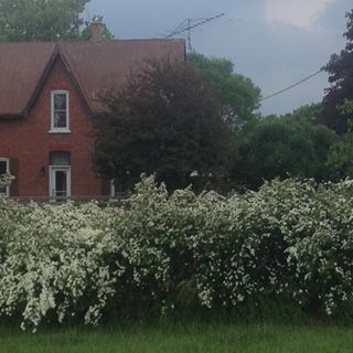Star Valley Farm / Eyespy Kennel