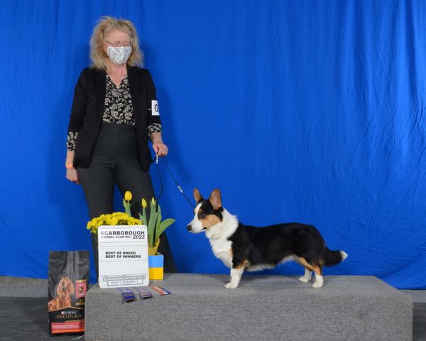 Taan winning Best of Breed and Best of Winners for her Major !!
Thanks to the Judge for seeing what we see in her !
Thanks to her Mom Trish for showing her and training her and doing such a great job !