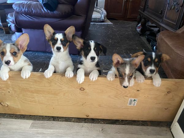 Welcome !! To the puppy page !! It will steal your heart !!
We always say Cardigans are like salted peanuts, you can never have just ONE :)