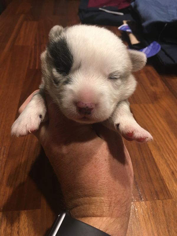 Coral Born Sept 24th / 2020