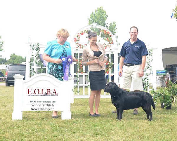 Le 27 juillet 2013 au Limestone City Obedience Club à Kingston en Ontario, Stella gagne sa classe et gagne meilleur femelle sur 34 femelles pour (5) pts sous la juge éleveur Cheryl Curtis!
Le 28 juillet Stella gagne femelle Select pour ses premiers points vers son Gr Ch. sous la juge Ms. H. Glendinning!