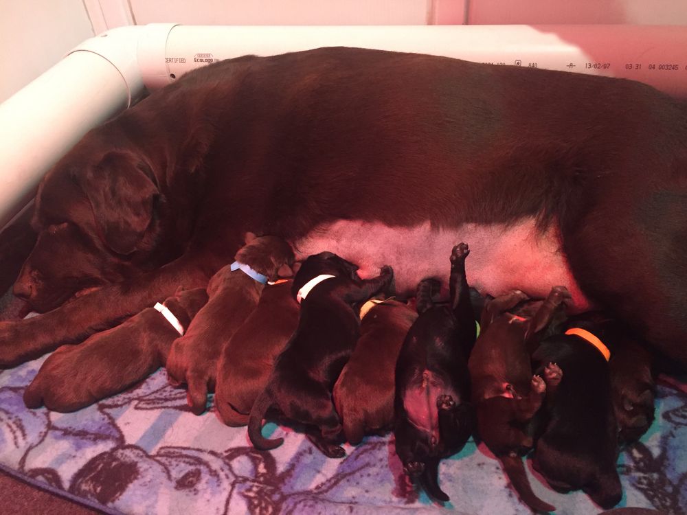 Les Bébés sont arrivés : 3 femelles chocolats et une femelle noire 2mâles noirs et 2 mâles chocolats The puppies are here !! 3 chocolate females and 1 black female 2 black boys and 2 chocolate boys