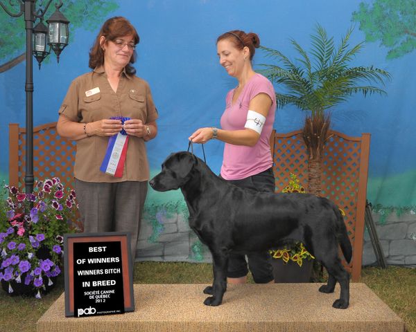 août 2012 Au Club Du Labrador Du Québec ,Stella gagne sa classe ,meilleur femelle ,meilleur des gagnants et meilleur de la race sous la juge /éleveur Ms Valérie Walters ! (4) pts