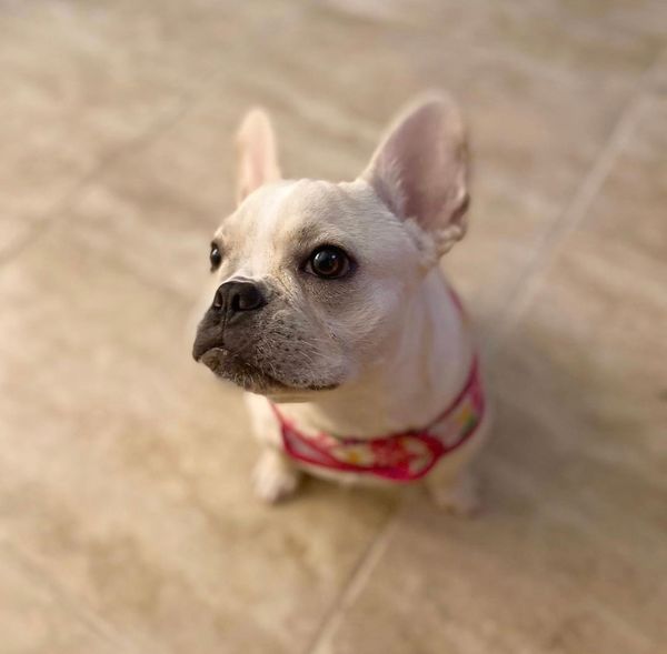 Porkchop