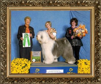 GCH WHISPERWOOD'S WILD HORSE Owner:Joyce Wetzler & Karen Burdash Breeder:Joyce Wetzler & Linda Ruelle Judge: Mrs. Patricia A. Hess