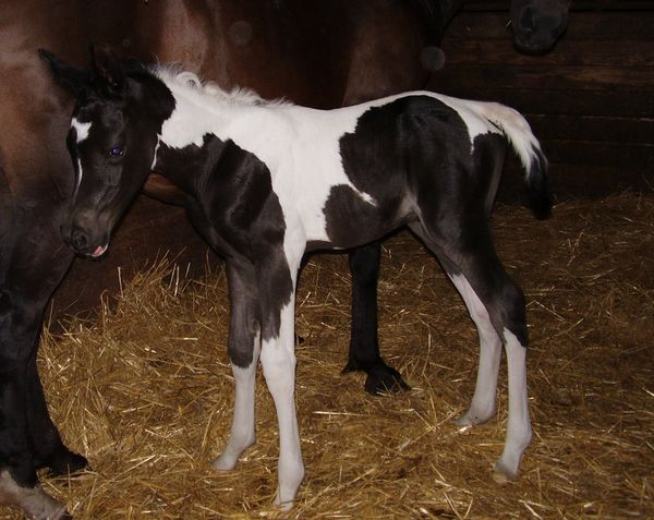 TIP-Take Identification Photos.
Take ID photos of all four sides of your newborn; then promptly register it with the PHRI to preserve its legacy and the legacy of its sire and dam.