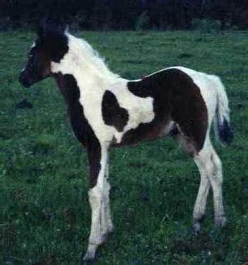 One parent must be a purebred Pintabian registered in the Pintabian Horse Registry, Inc.; the other can be a horse of any type including draft or pony lines.