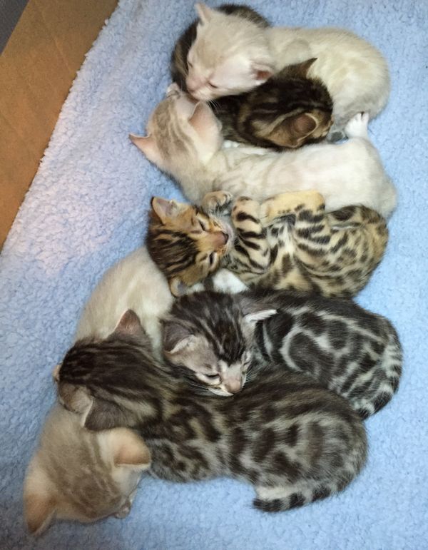 A rainbow of Colors in this litter. Available December 23, just in time for Christmas! We have snows, a silver male, and a female brown spotted.