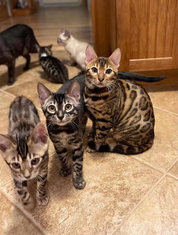 We have some beautiful kittens available and ready to go. They have been neutered/spayed and had their two vaccinations. Please contact for more information.