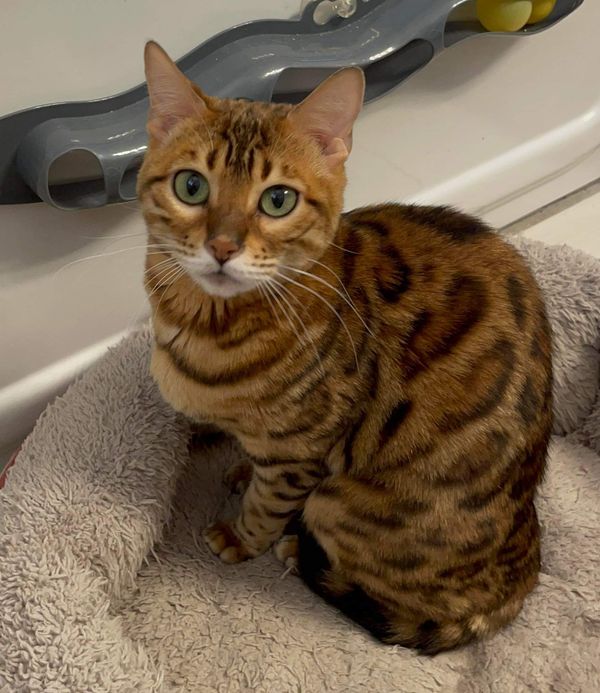 This lovely green eyed beauty is Nubbins who is spayed and up to date with her shots. She is five years old and would do best as the only Queen in the home. She is a very sweet loving girl and we are looking for the purrfect home for her. Please contact for more information.