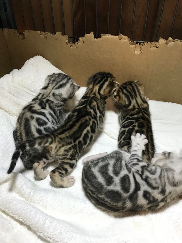WILLOW X RIVER litter born March 31/18. 2 silvers, 2 brown spotted.