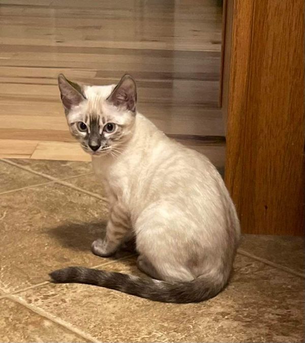 Beautiful snow lynx female is ready to go