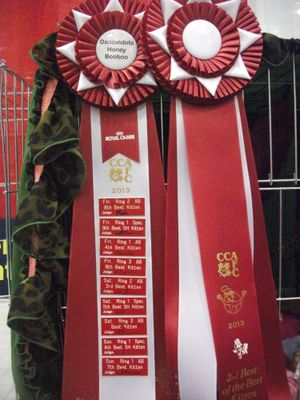 A successful show weekend for Honey BooBoo when she was a kitten.