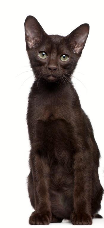 TGC, RW ComposerCats Amadeus of Havana Breizh -our first HB born in Europe and the foundation queen for Havana Breizh Cattery. She is no longer in our home but is still a part of our special breeding family.