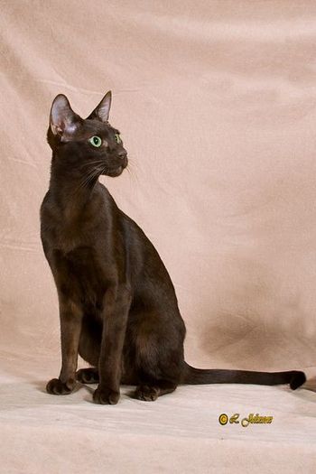 Our Foundation Queen: GC Havacats Vivaldi of ComposerCat, DM - all of 10 months old in this photo. She is our pride and joy and the proud mom to 19 HB's.