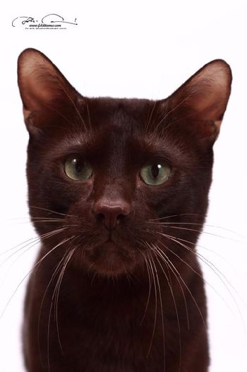 GC Oberlins H.Berlioz of ComposerCat-What a WONDERFUL boy he has been. Giving us so much joy and beautiful babies too! His gentle character is passed on to his kittens just like his sire Marky passed to him.