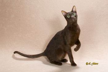 'Lady' Our 3nd female from Havacat, Now GC Havacats Green Eyed Lady of ComposerCat, gave us our first litter of 7 in 2012. All kittens are still alive and well and three have achieved the title of Grand Premier with two Regional Winners..