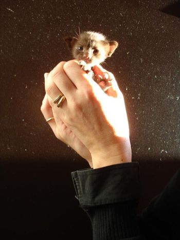 Amadeus of Havana Breizh kitten in the beautiful hands of Anne - This is the first European 'grand kit' of ComposerCat Cattery -thank you Anne and Stephane