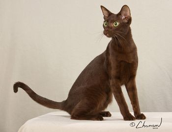 GC RW BW ComposerCats Corelli of Mokolea - thanks to Diane, the first ComposerCat offspring to achieve a title of Breed Winner and Regional Winner.