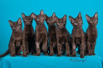 The amazing SEVEN kittens of Green Eyed Lady - my first litter with more than five. They all survived and are doing great.
