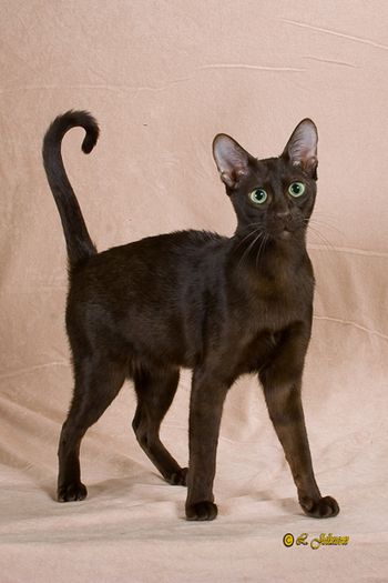 GC Havacats Vivaldi of ComposerCat, DM -our first DM... we are so proud of her! She will always have a special place in our home -usually on Bill's lap!