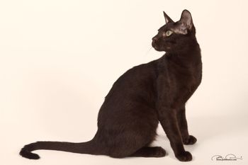 7 months old Giannini- although much larger now he is still my 'kitten'. As a breeder you can't keep extra cats that don't contribute to your breeding program but this guy I just couldn't let go!