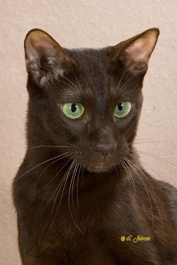 Grand Champion Green Eyed Lady, DM - she came to our house to stay and became known as just 'Lady'. She is the mom of 22 HB babies (4 litters)!