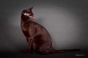 GC ComposerCats Scarlatti -the first cat of our breeding that we selected for our future breeding program. She has been a great mom, giving us seven beautiful babies in her second litter, several with show careers.