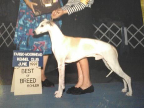 Ch. Locar's John Henery "Johnry" Our first Whippet at Chyscott
