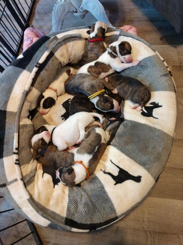 Sydney's Litter