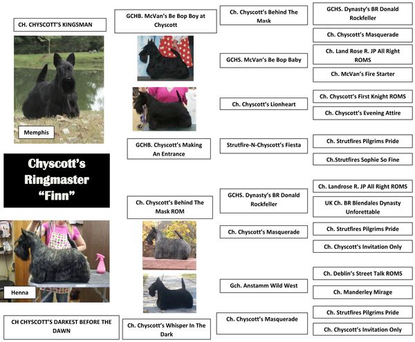 Finn's Pedigree
Click on it to make it bigger