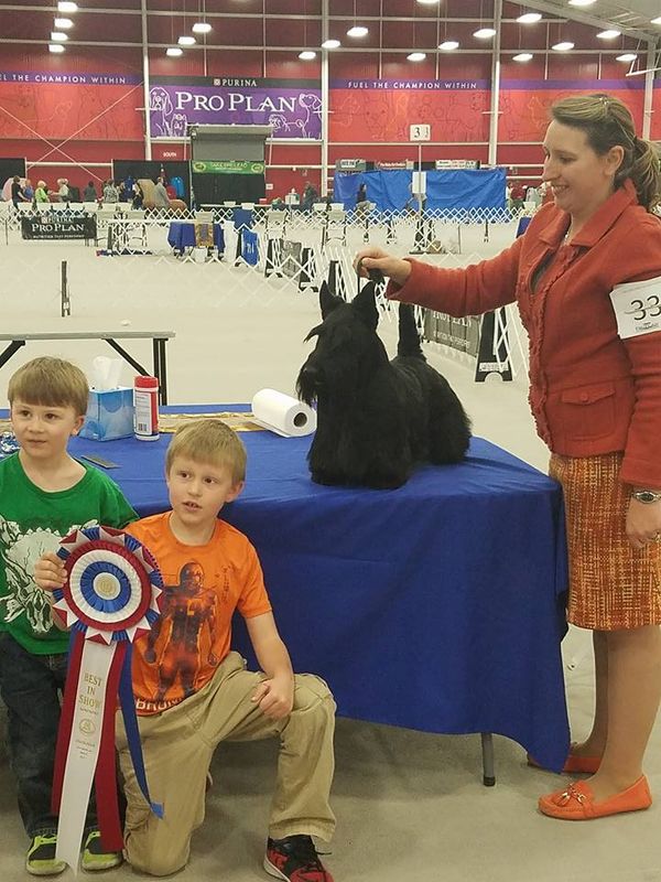 Blake winning his 2nd All Breed Best In Show March 2017 under Joe Gregory.