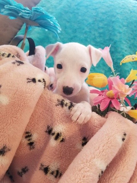 Girl - Jelly Bean
DOB 03/26/22