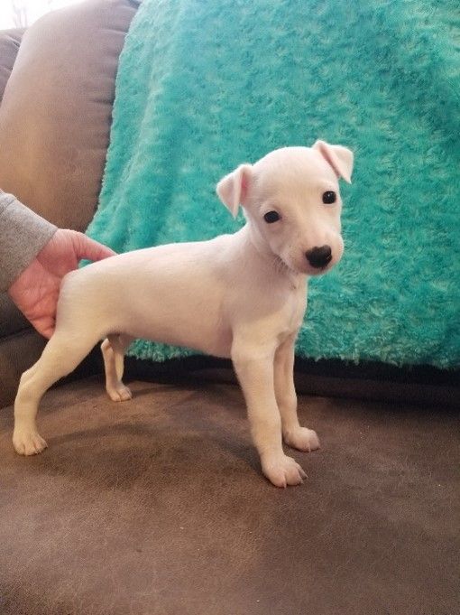 Girl - Jelly Bean
DOB - 03/26/22