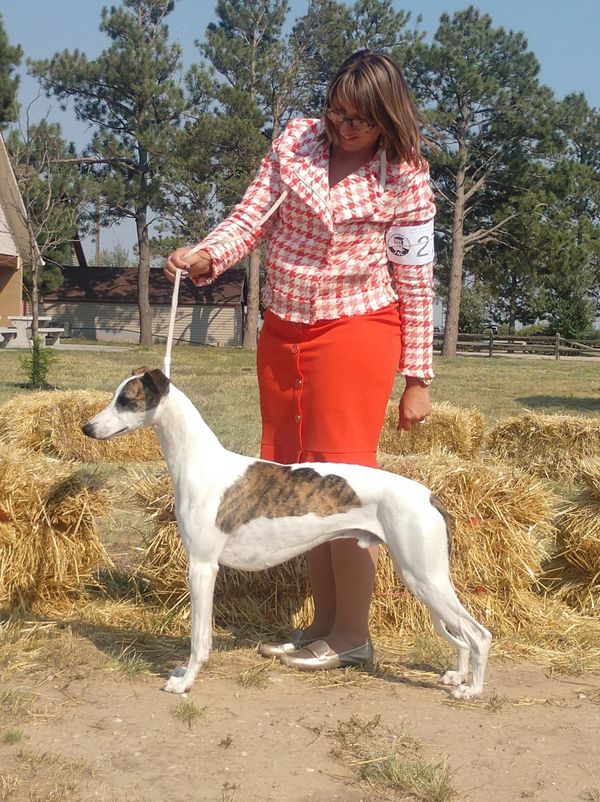 Our youngest Whippet boy - Ghost