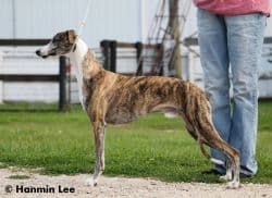 Dad - GCH. Plum Creek Stand And Deliver - Joshy