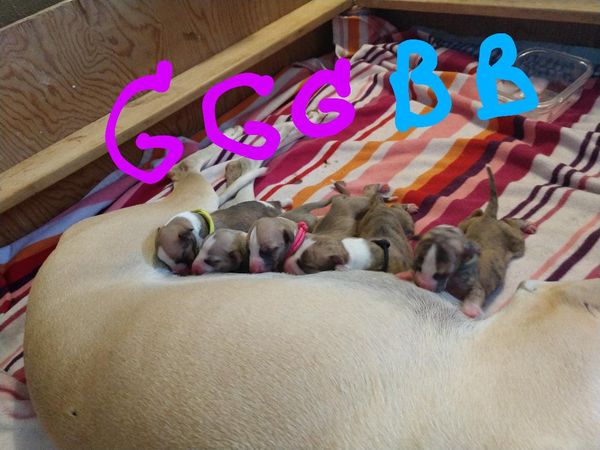 Marilyn's Litter