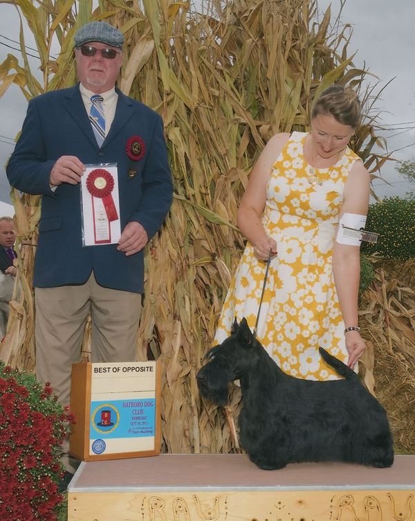 Erik taking Select dog at Hatboro during our National weekend.