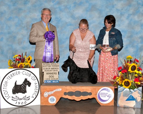 Finn - first weekend out goes WD at the Scottish Terrier club of America Rotating National Specialty for a 5 pt major!