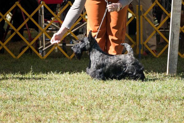 Hugh - Chyscott's Greatest Showman
Going RWD at Devon dogshow