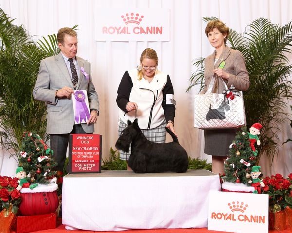 Blake finishing his Am CH at the STC of Tampa Bay specialty!