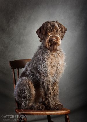 Wally Wallander ArcandCiel 8 mois