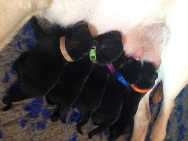 Anna's pups - just a few hours old.